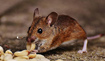 24 Hour & Emergency Exterminators in Mc Alistervl, PA